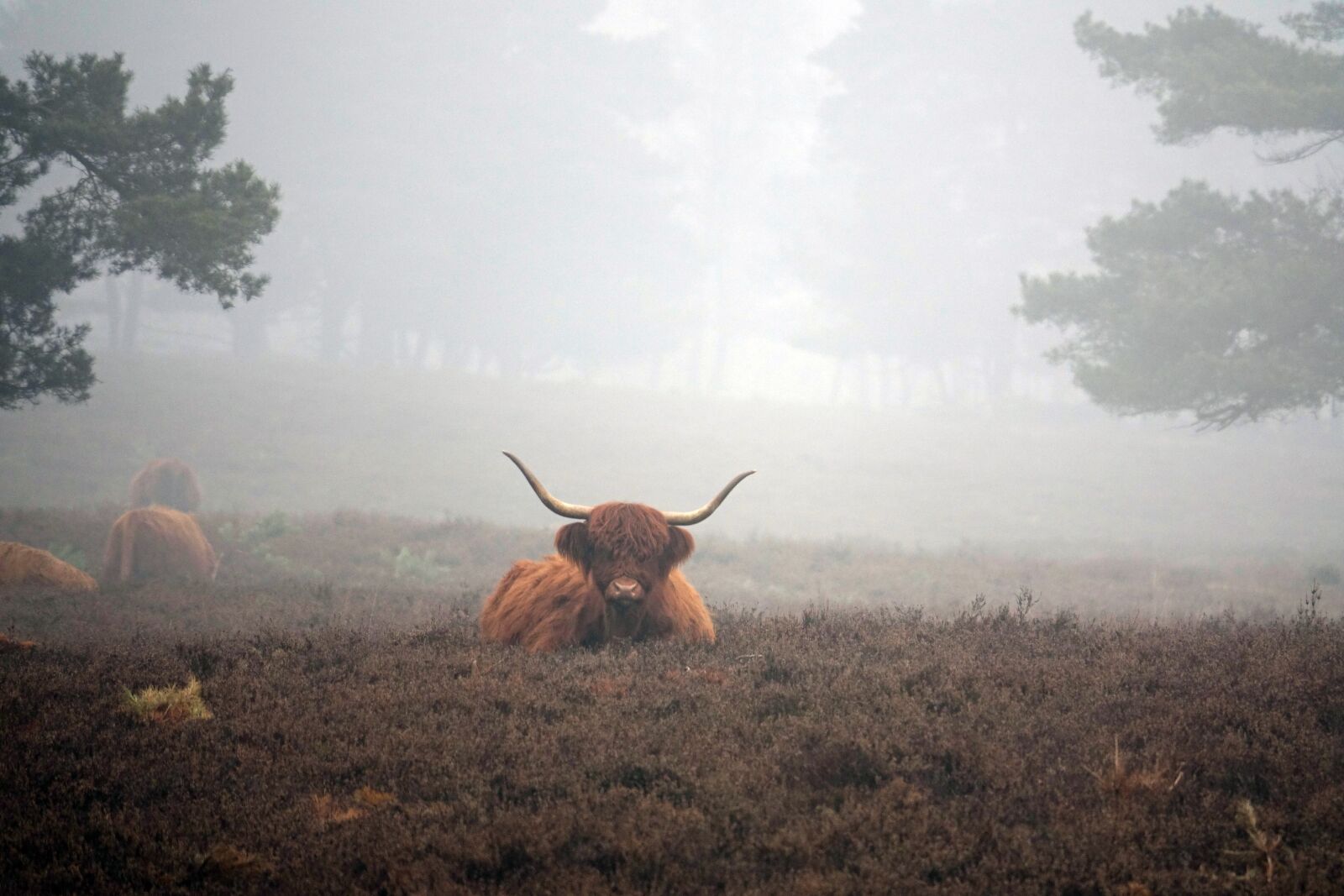 Sony Cyber-shot DSC-RX10 III sample photo. Winter, fog, scottish highlanders photography