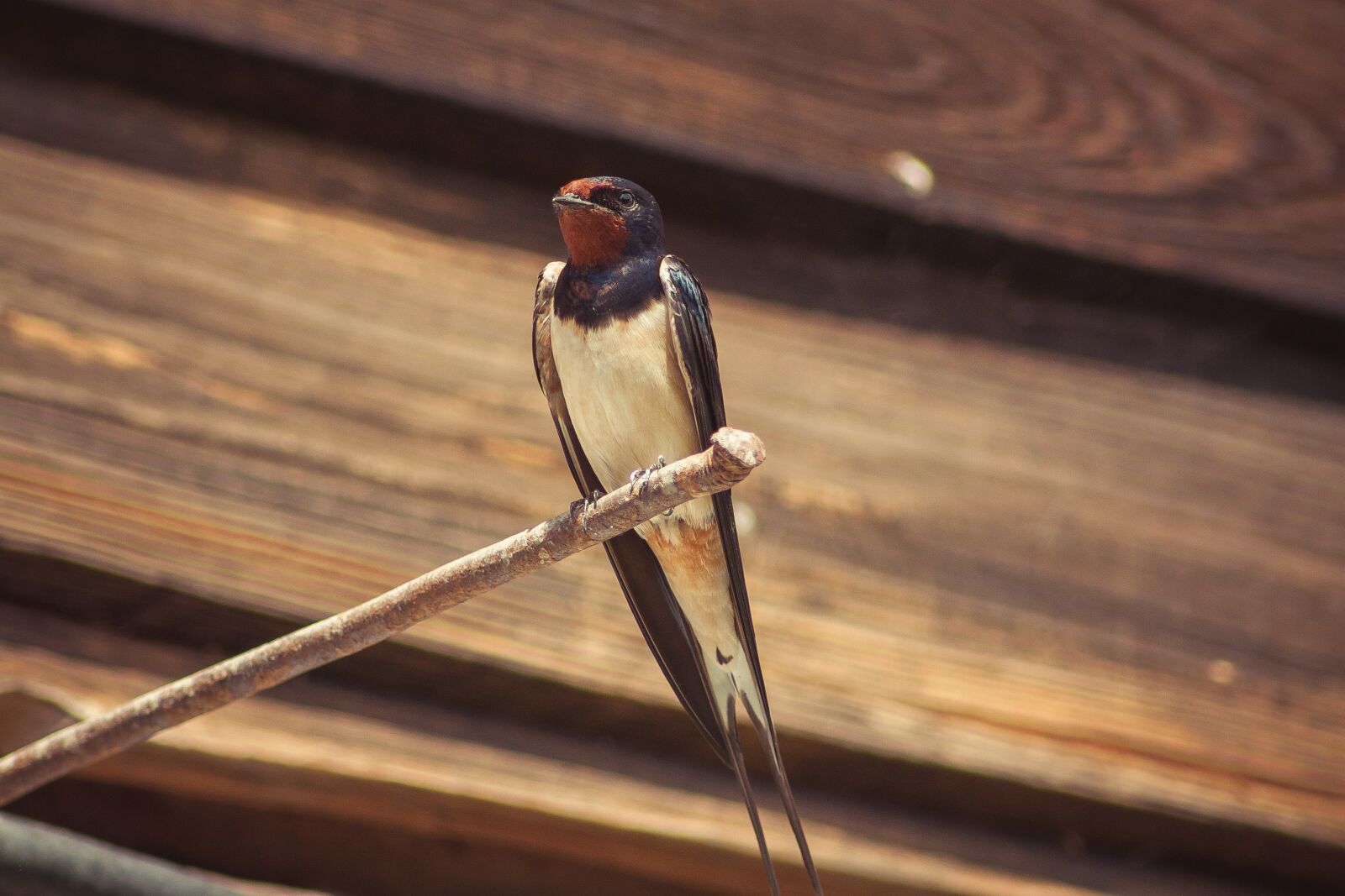 Canon EOS 450D (EOS Rebel XSi / EOS Kiss X2) sample photo. Bird, nature, animal photography