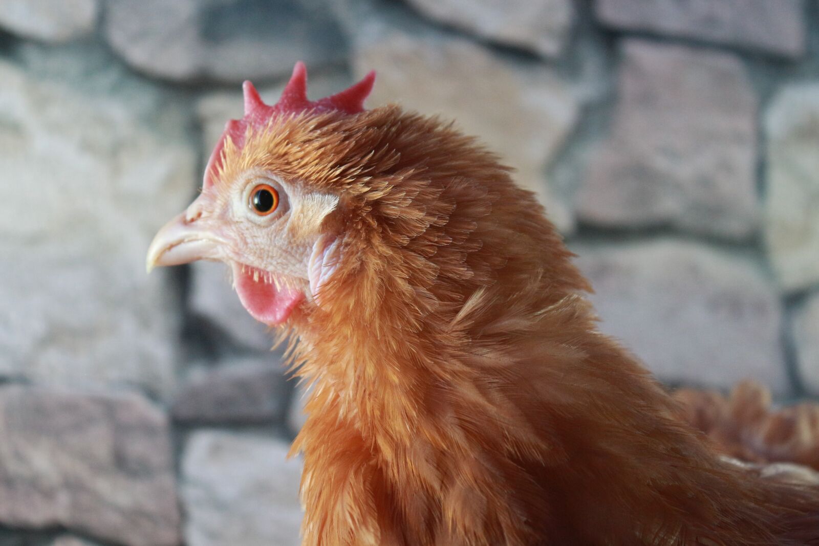 Canon EF-S 18-55mm F3.5-5.6 IS sample photo. Chicken, hen, poultry photography