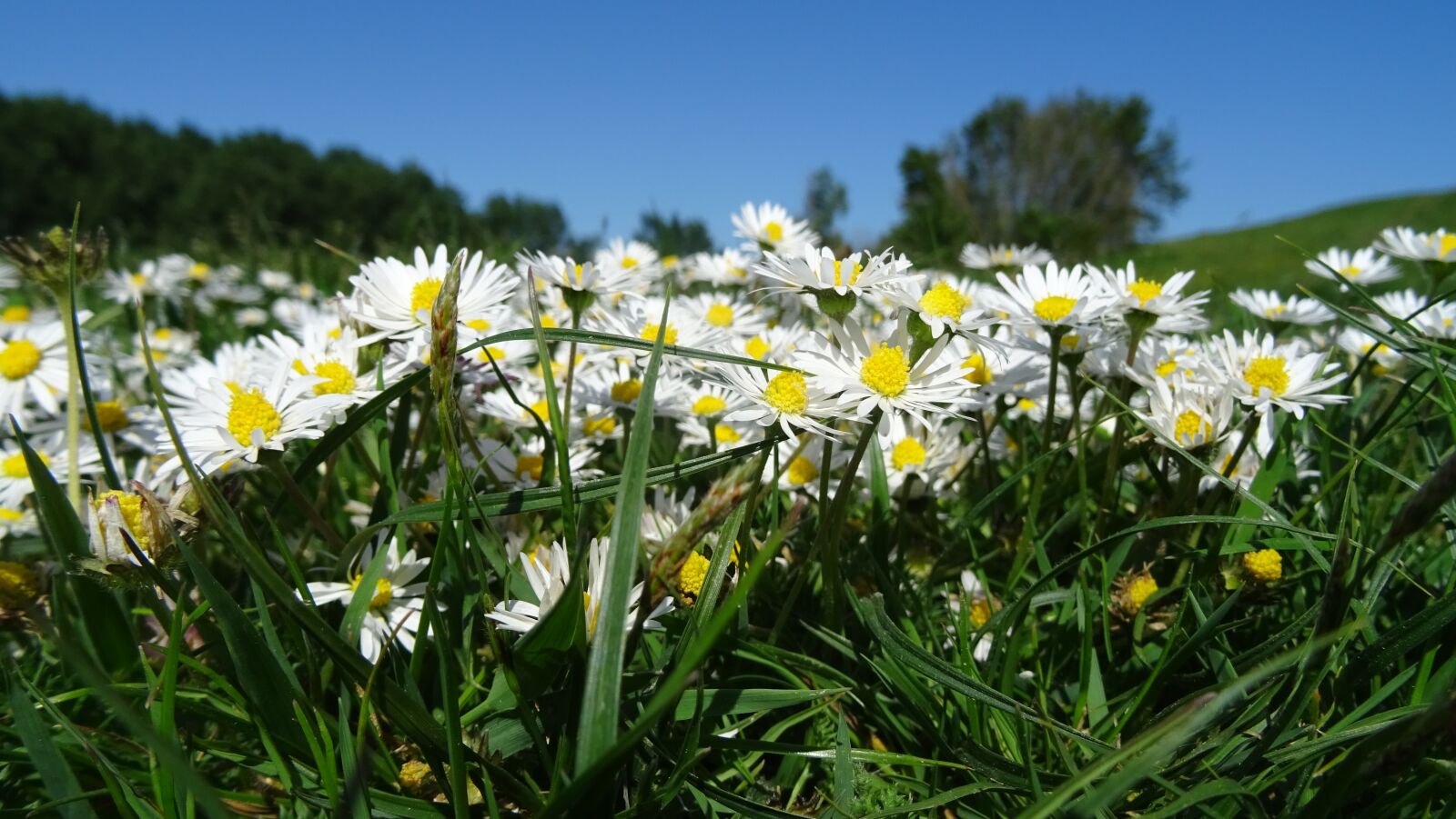 Sony DSC-HX60 sample photo. Daisies, flowers, meadow photography