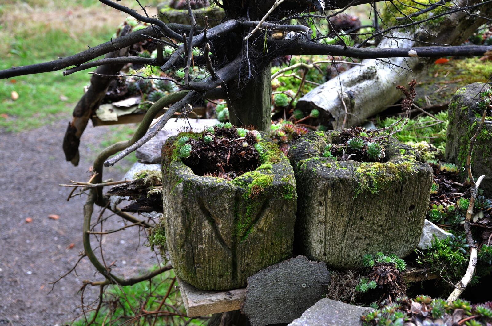 Nikon D90 sample photo. Autumn, moss, overgrown photography