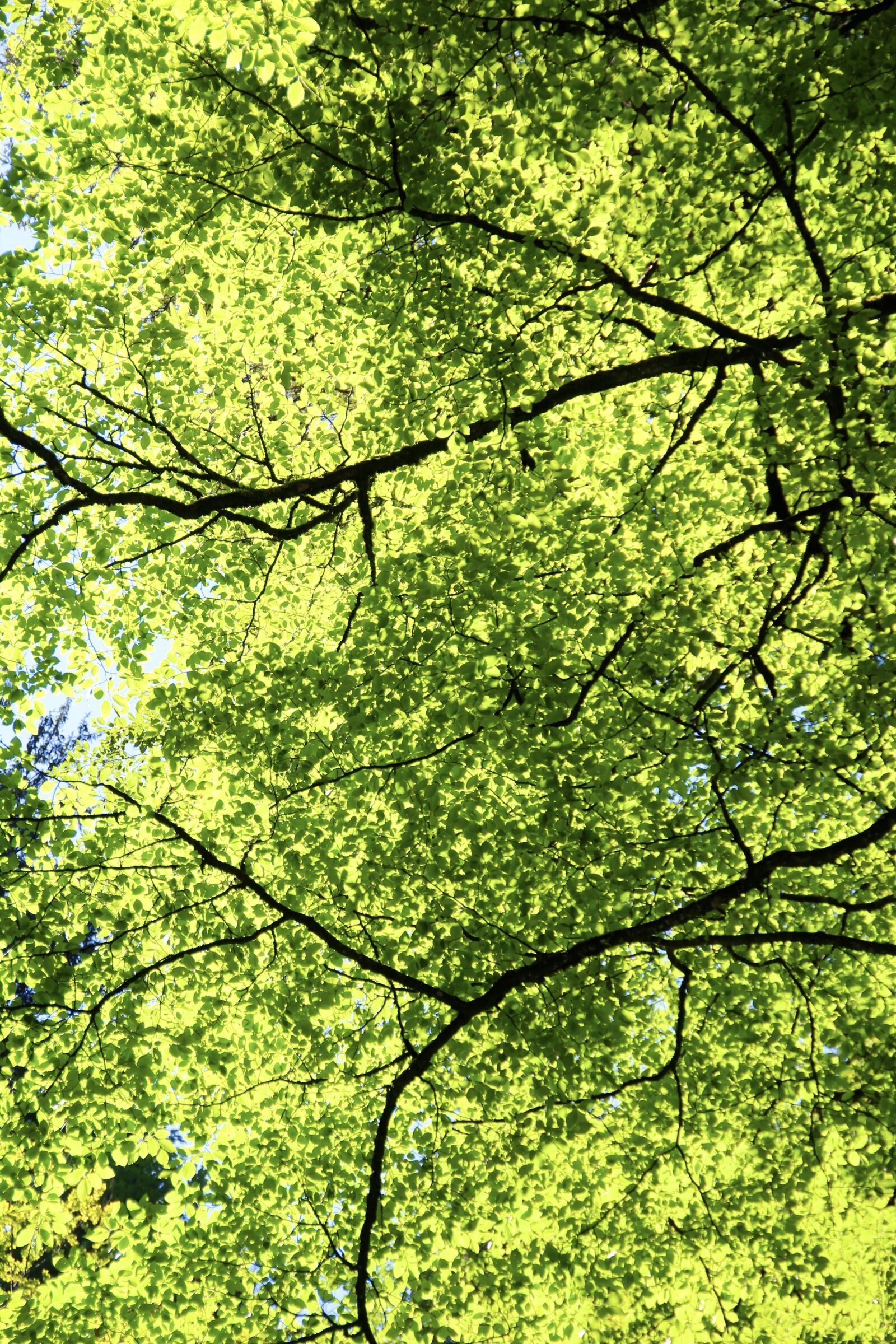 Canon EOS 600D (Rebel EOS T3i / EOS Kiss X5) sample photo. Forest, leaves, green photography