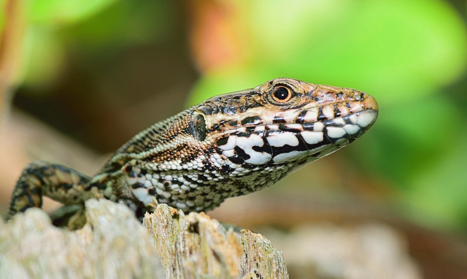 Nikon D5300 sample photo. Nature, lizard, reptile photography
