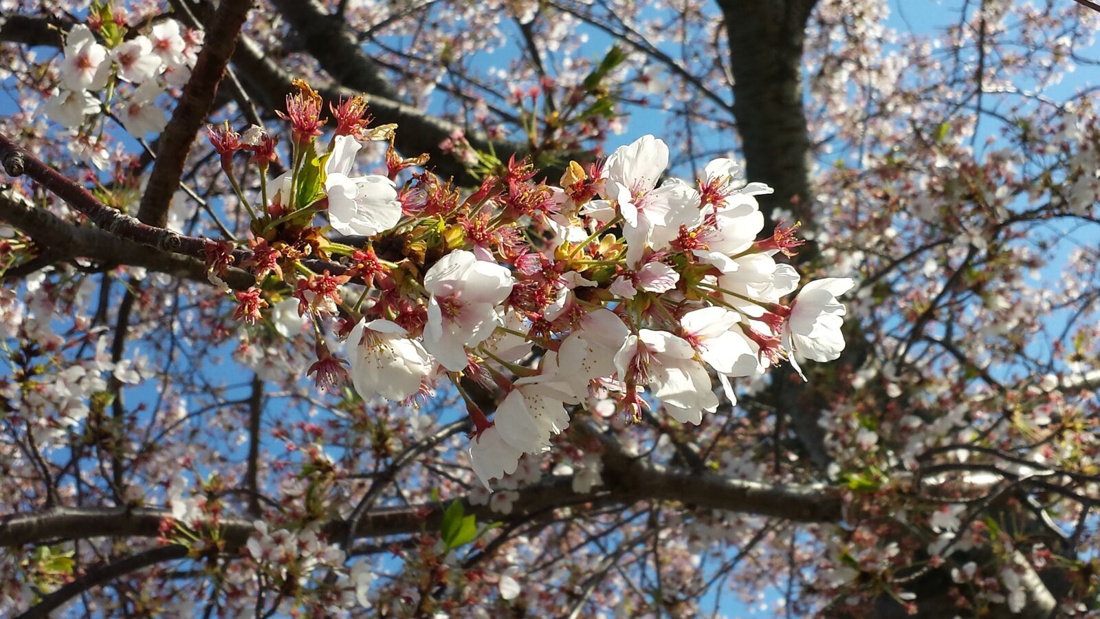 Samsung Galaxy S4 sample photo. Cherry, flower, japan photography