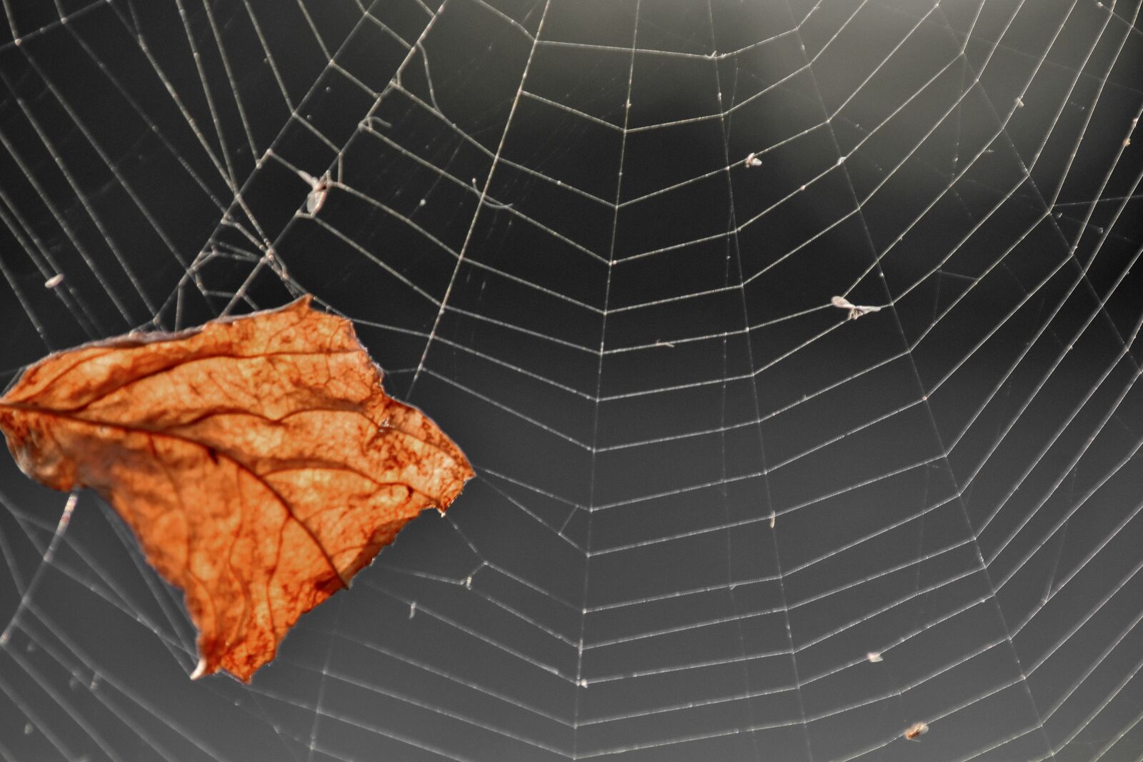 Nikon D5500 sample photo. Brown, dry, leaves, cobweb photography