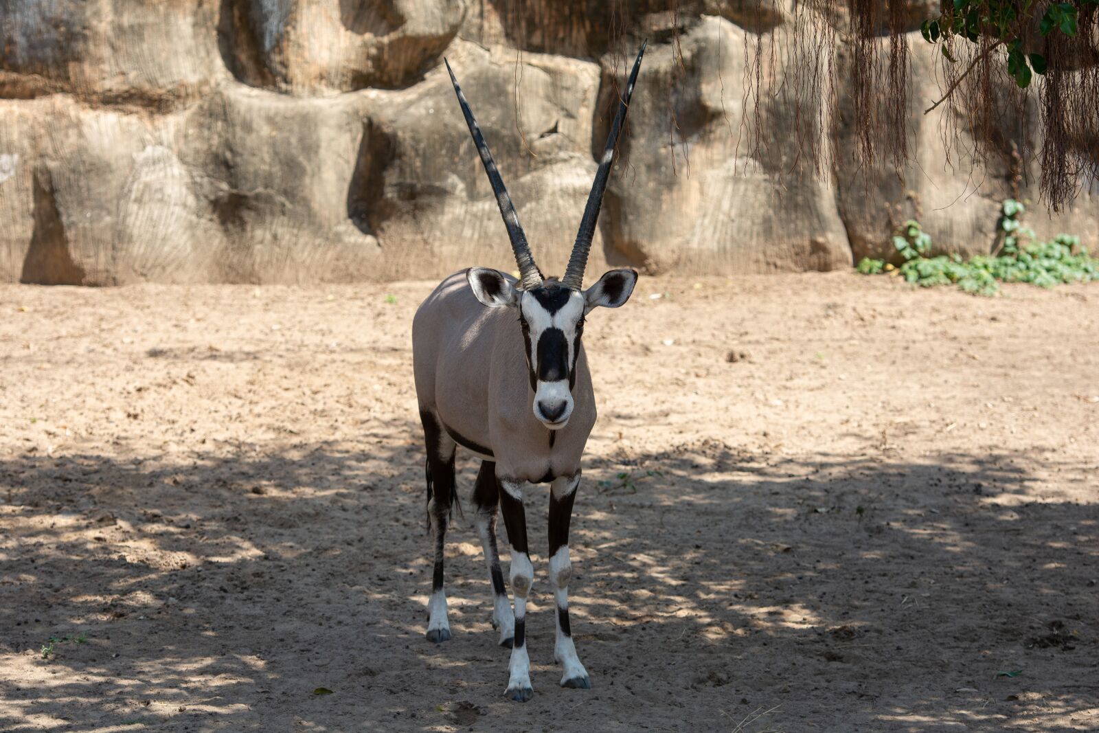 Nikon D7100 sample photo. Wildlife, animal, wild photography
