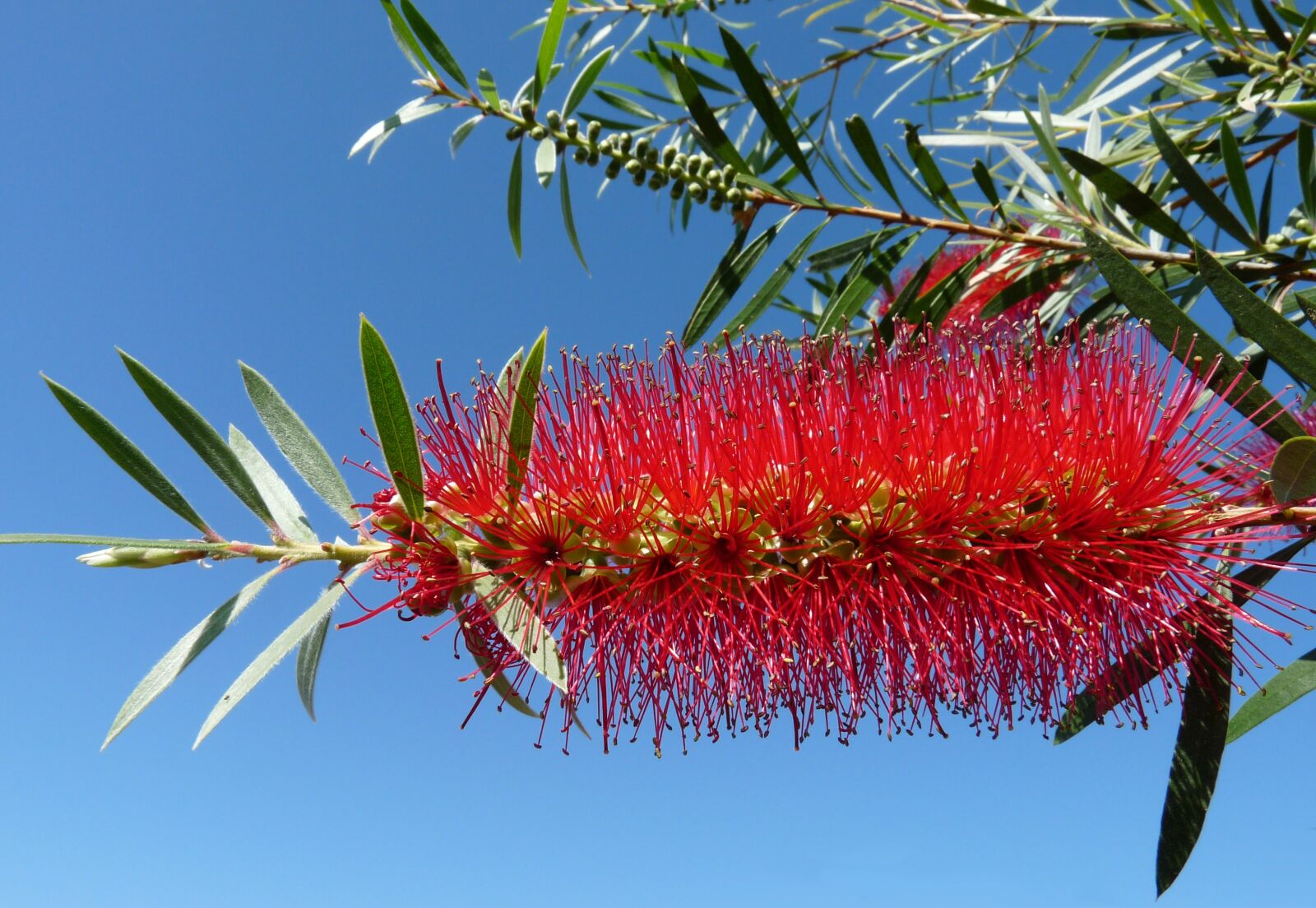 Panasonic Lumix DMC-FZ28 sample photo. Flower, native, bottlebrush photography