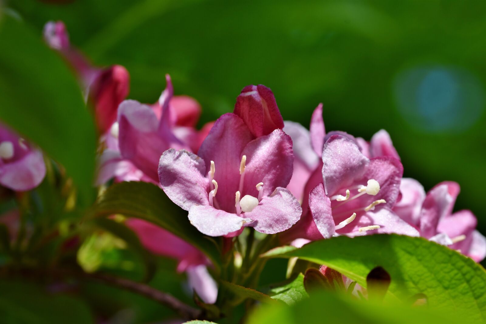 Nikon D7200 sample photo. Weigelien, ornamental shrub, spring photography