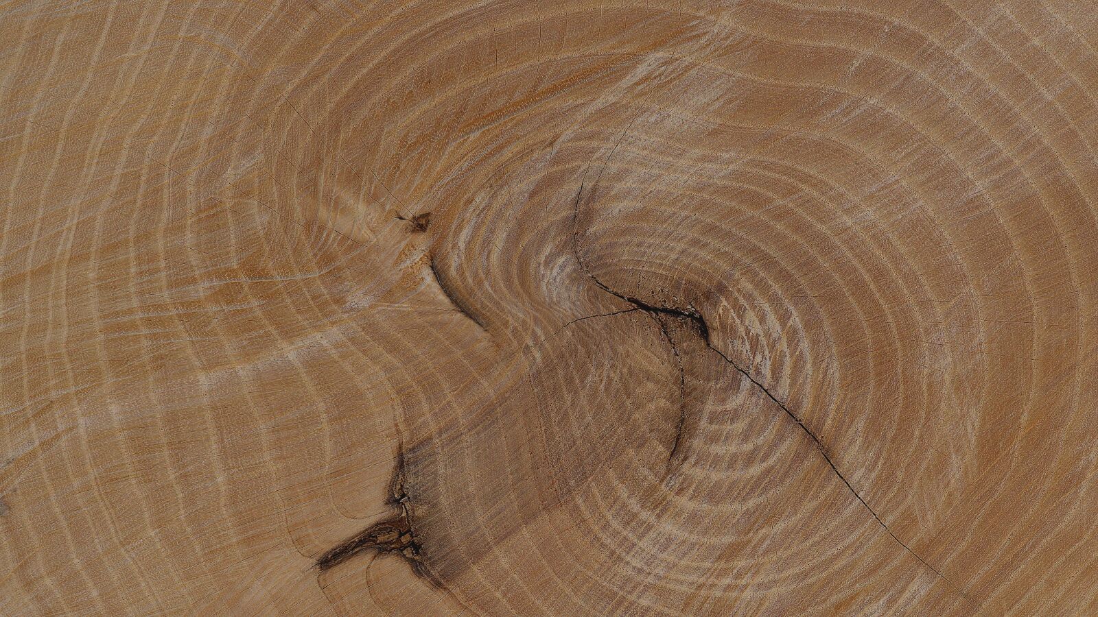 Canon RF 24-105mm F4L IS USM sample photo. Log, annual rings, grain photography