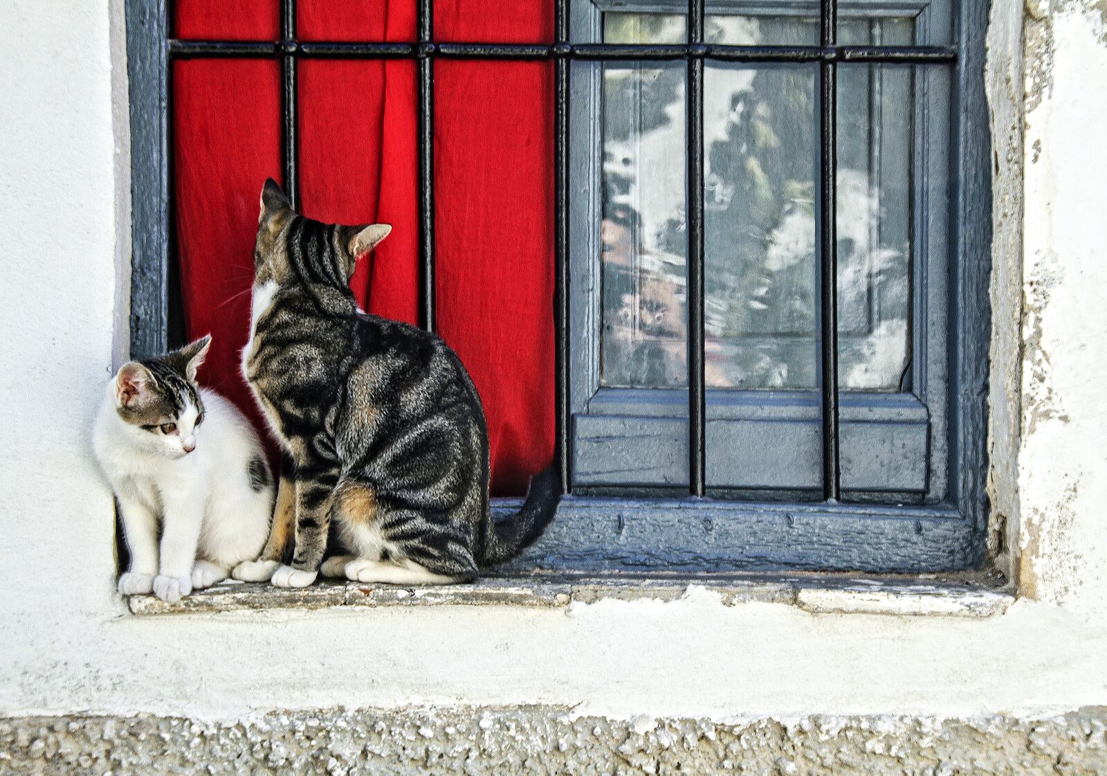 Canon EOS 7D sample photo. Cat, two cats, window photography