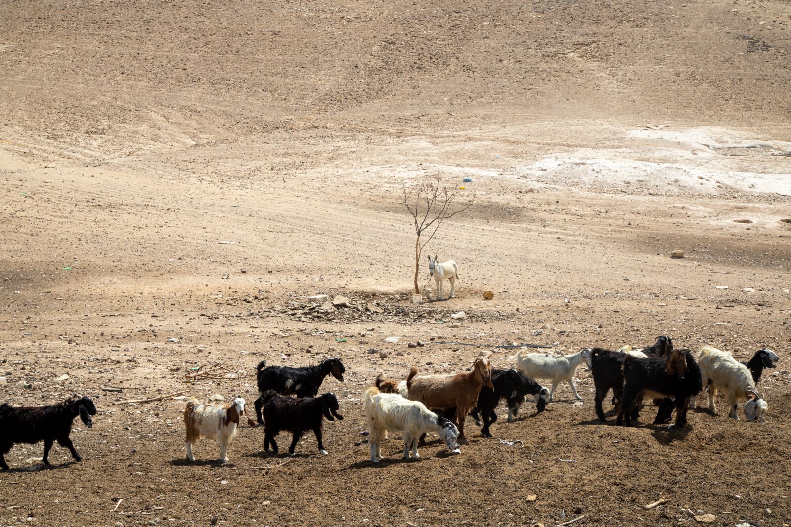 Canon EOS 5D Mark IV + Canon EF 24-105mm F4L IS USM sample photo. Nomads, goat, bedouin photography