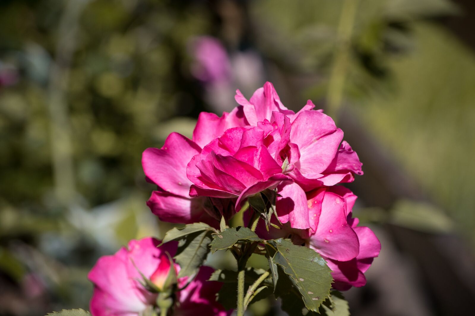 Nikon D7100 sample photo. Rose, pink, blossom photography