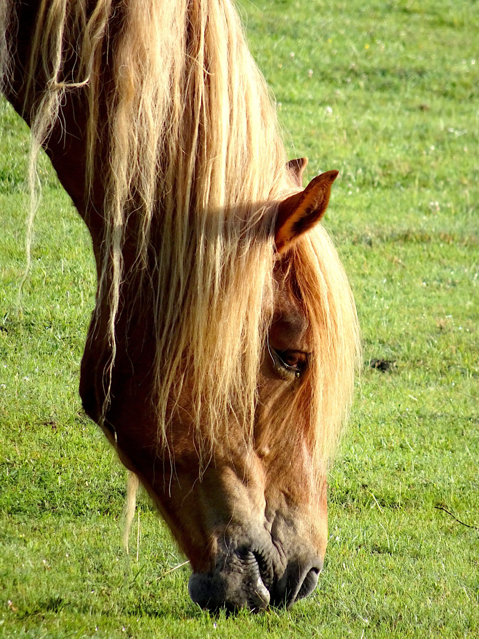 Sony Cyber-shot DSC-HX90V sample photo. Horse, mammals, equines photography