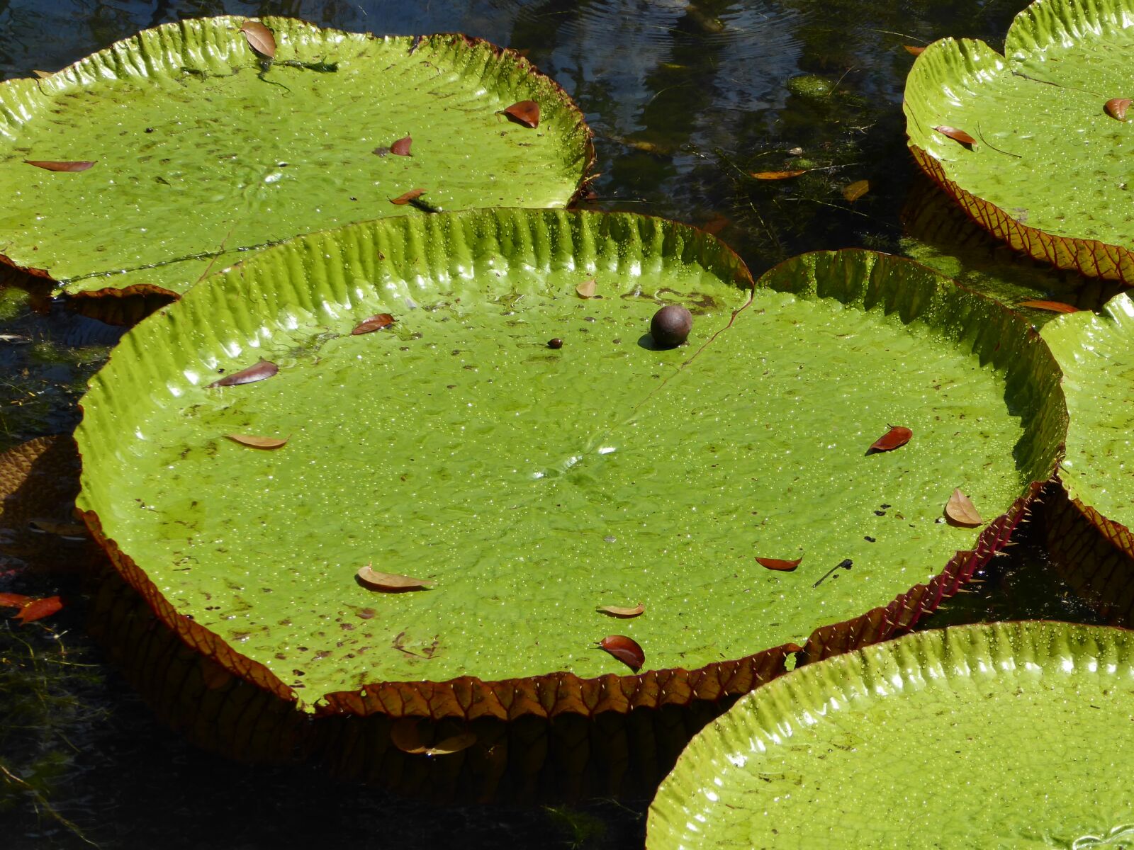 Panasonic Lumix DMC-ZS50 (Lumix DMC-TZ70) sample photo. Water lilly, mauritius, water photography