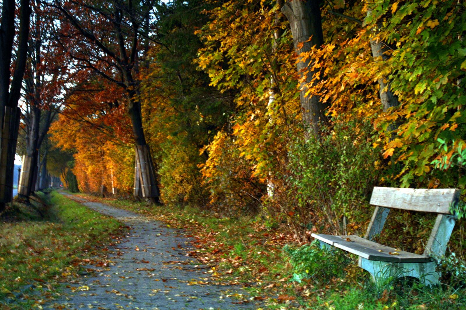 Canon EOS 400D (EOS Digital Rebel XTi / EOS Kiss Digital X) sample photo. Autumn, leaves, fall foliage photography