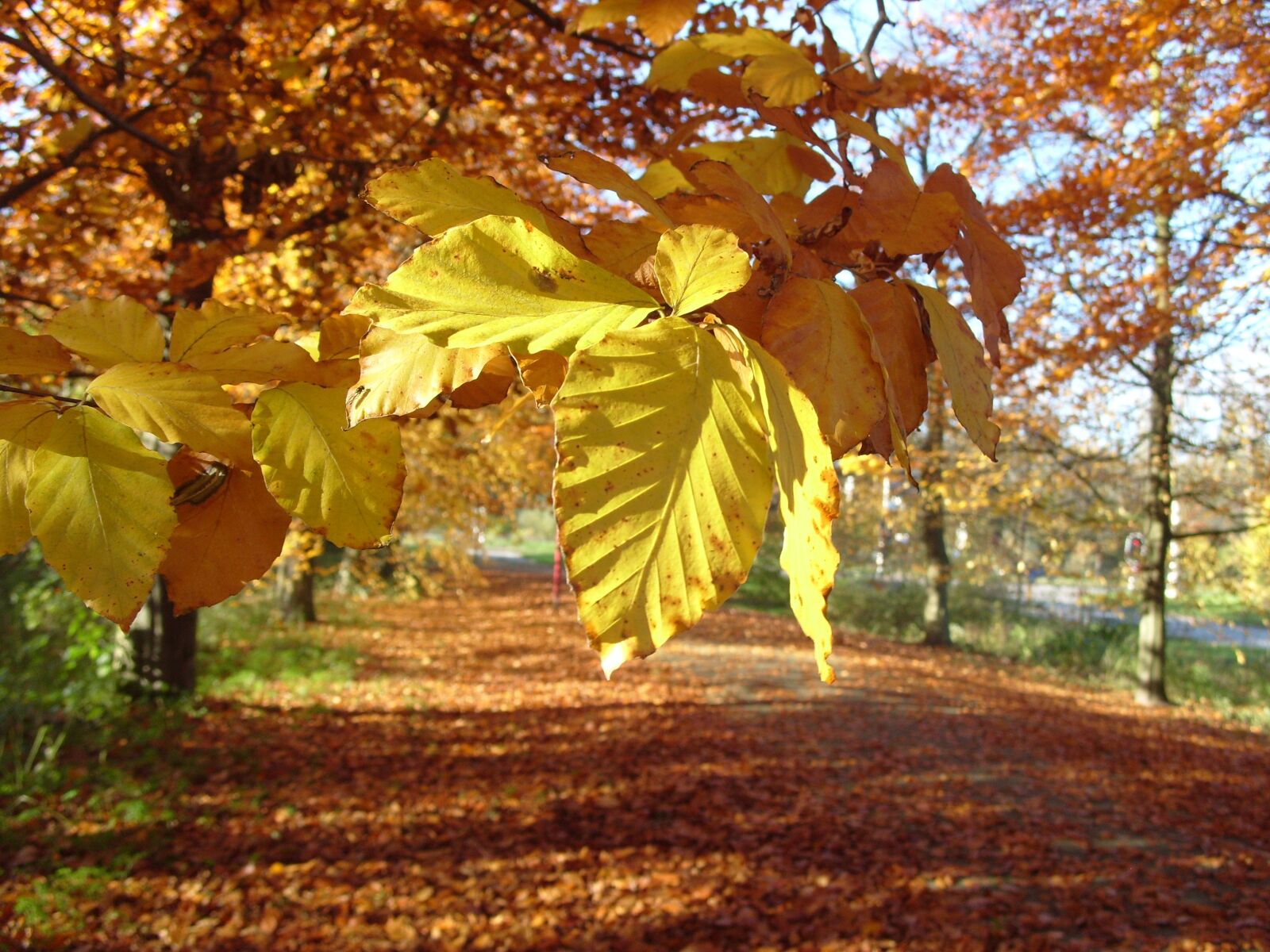 Samsung KENOX S1050  / Samsung S1050 sample photo. Autumn, nature, indian summer photography