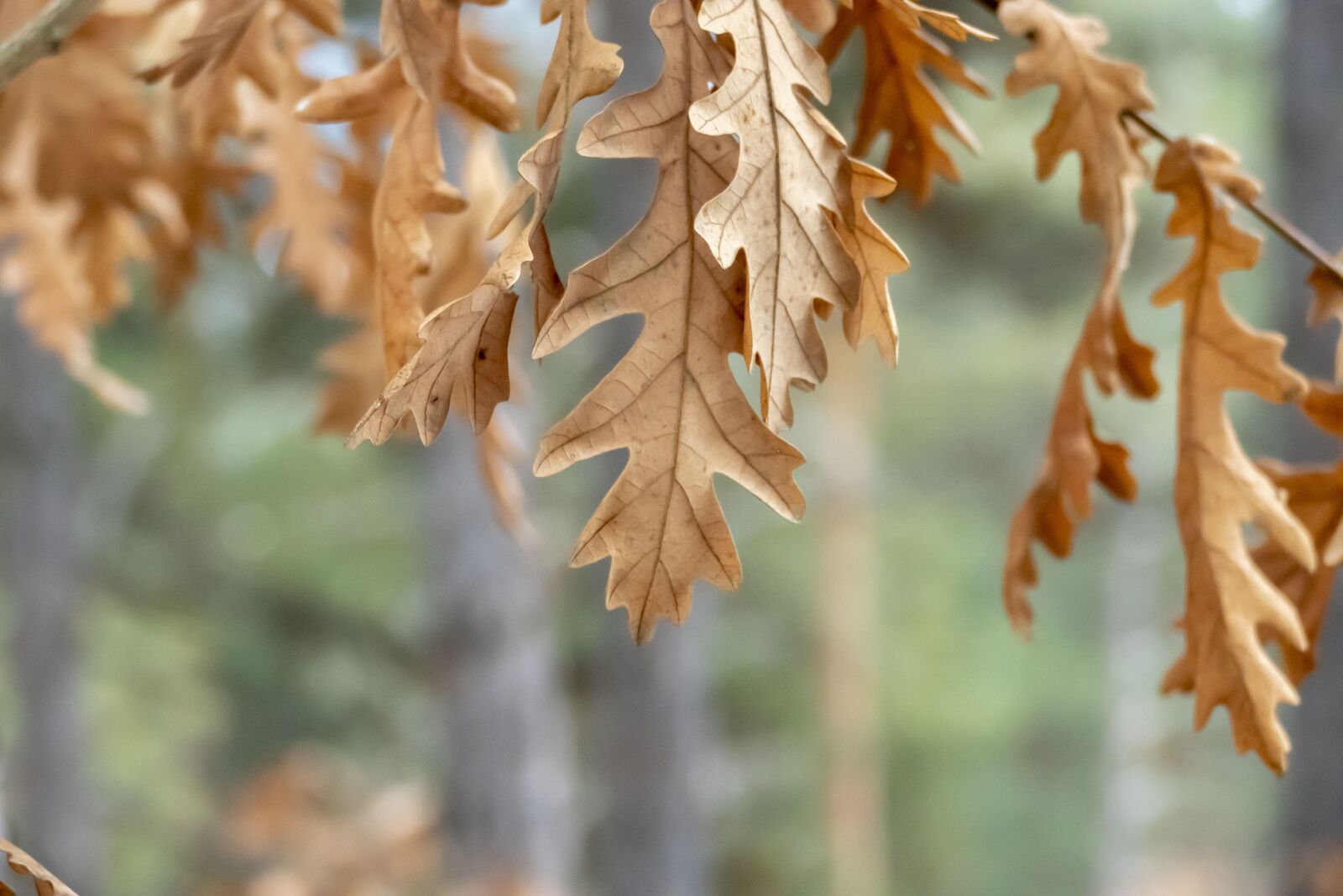 Panasonic Lumix DMC-FZ1000 sample photo. Forest, autumn, fall photography