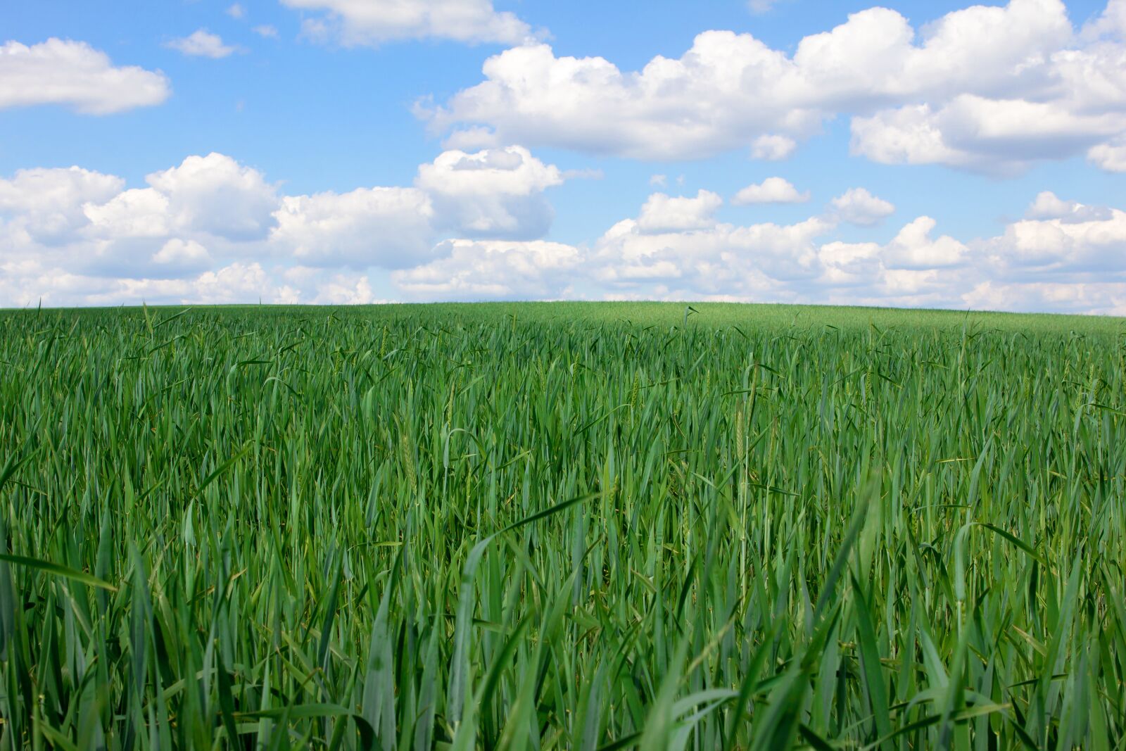 Canon EOS 60D + Canon EF 24-70mm F2.8L USM sample photo. Field, green, nature photography