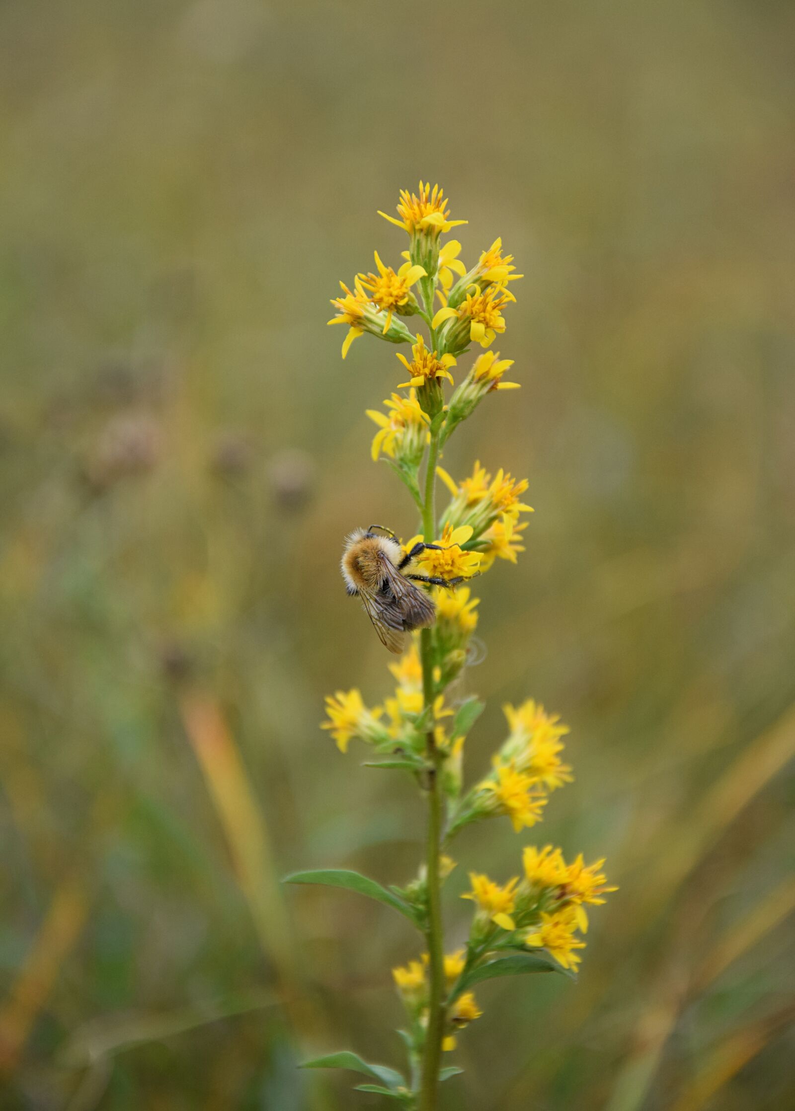 Nikon D3300 sample photo. Flower, bee, plant photography