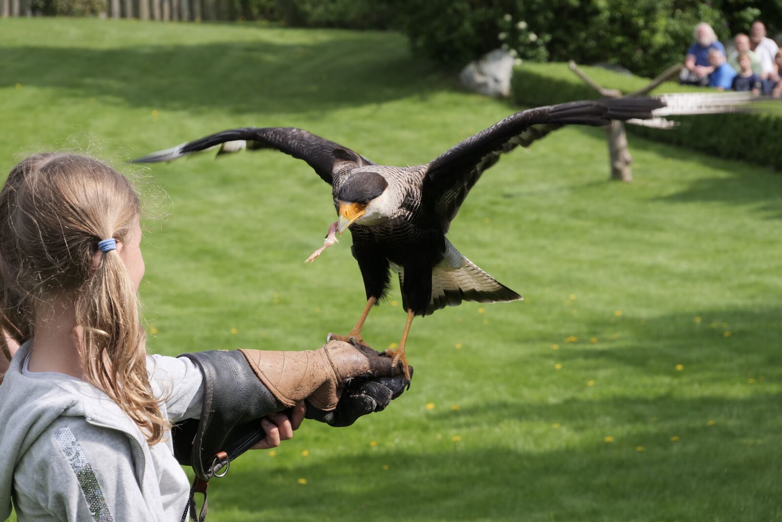 Panasonic Lumix DC-G9 sample photo. Flugshow, carakara, caracara photography