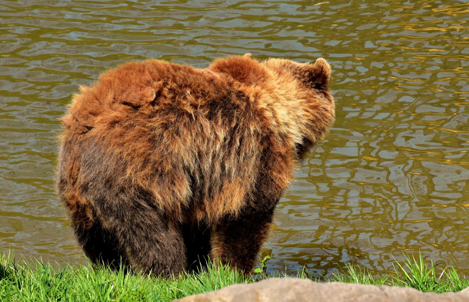 Nikon D7200 sample photo. European brown bear, brown photography