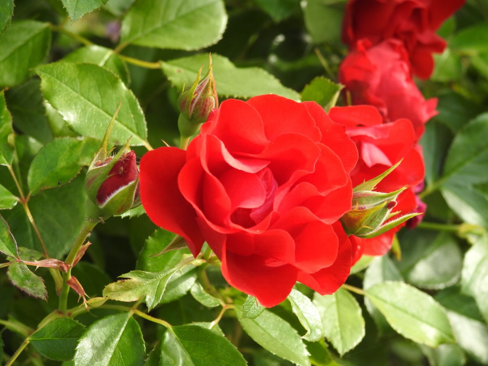 Nikon Coolpix P900 sample photo. Roses, red, red roses photography