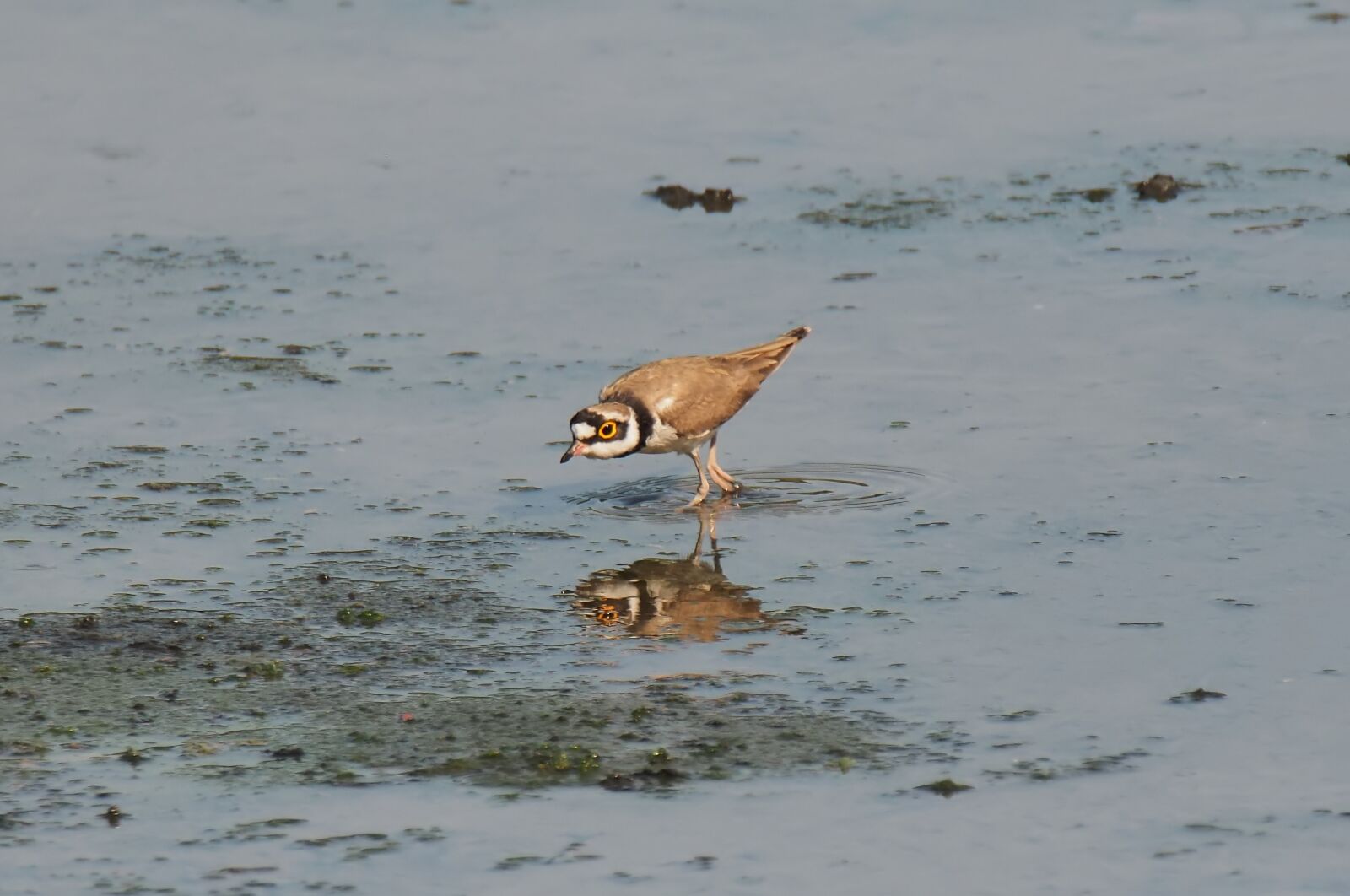 Olympus OM-D E-M1 sample photo. Small, wild, wildlife photography