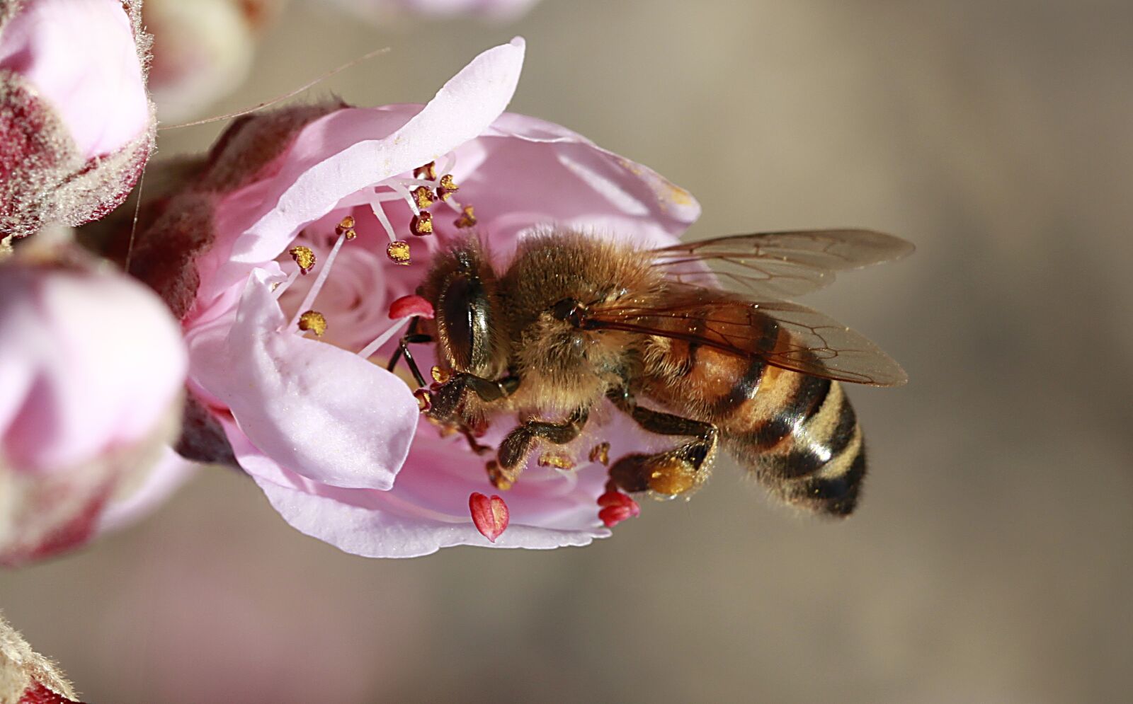 Canon EOS 500D (EOS Rebel T1i / EOS Kiss X3) sample photo. Flower, nature, insect photography