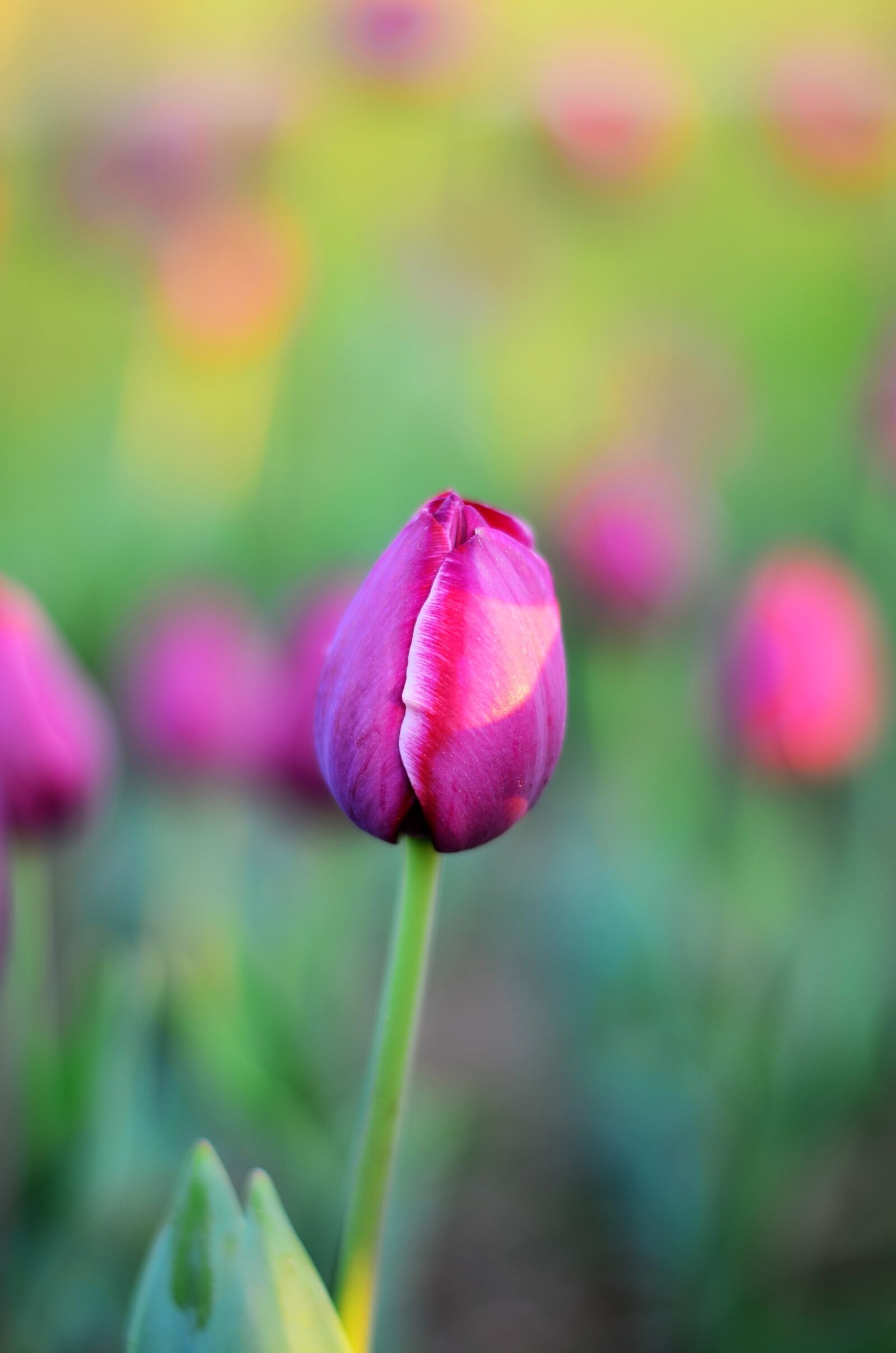 Nikon D5100 sample photo. Tulips, flower, macro photography
