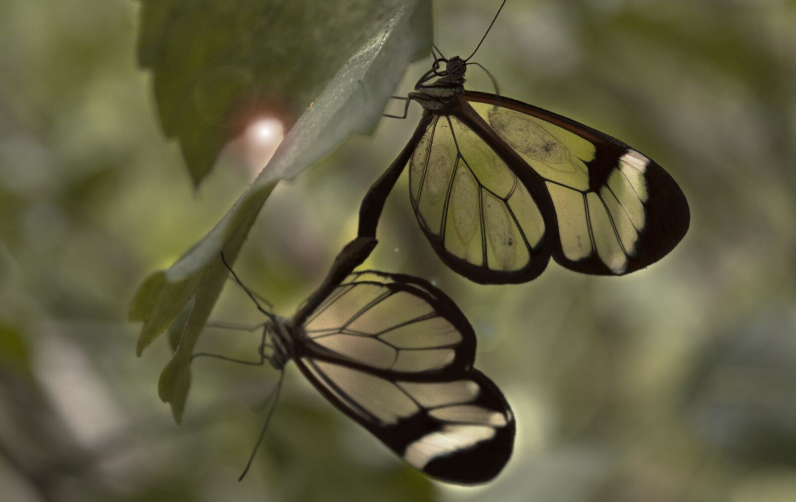 Nikon D3200 sample photo. Butterfly, leaves, garden photography