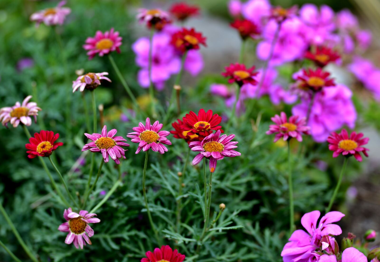 Nikon D600 sample photo. Flowers, summer, bloom photography