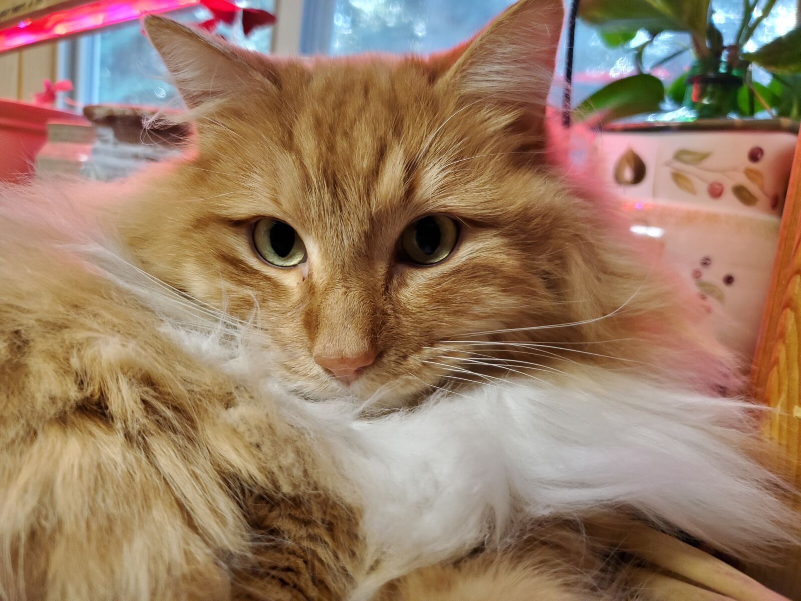 Samsung Galaxy S10 sample photo. Cat, fluffy, yellow photography