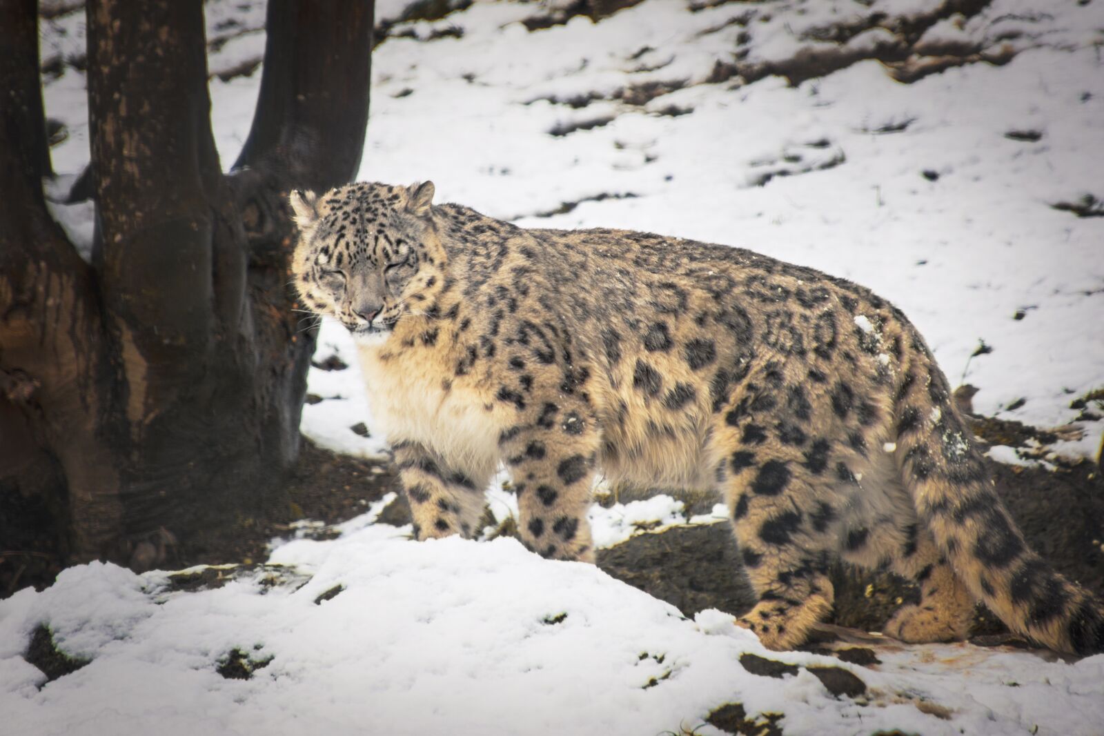 Nikon D5200 sample photo. Animal world, nature, animal photography