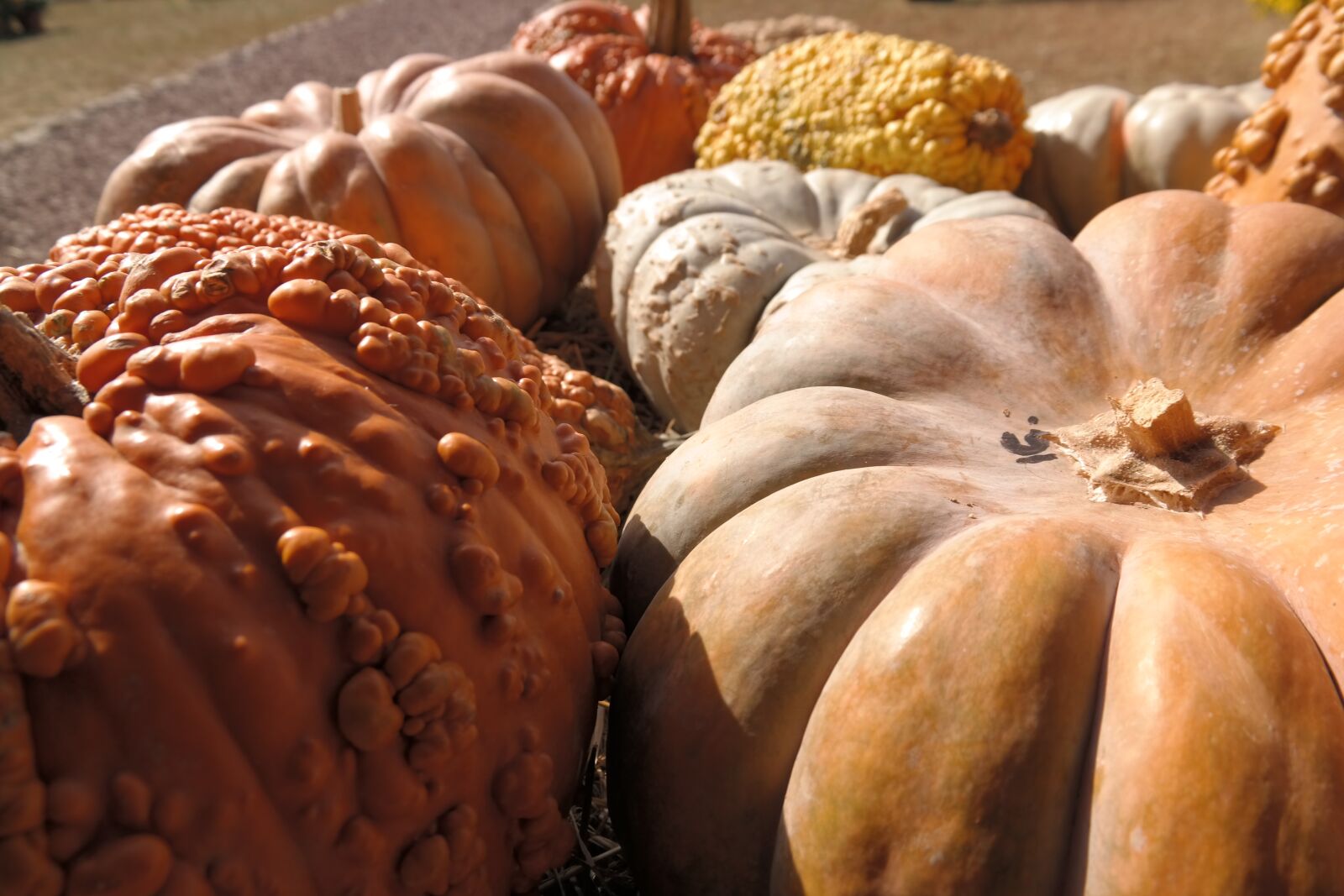 Samsung NX300 sample photo. Pumpkins, autumn, halloween photography