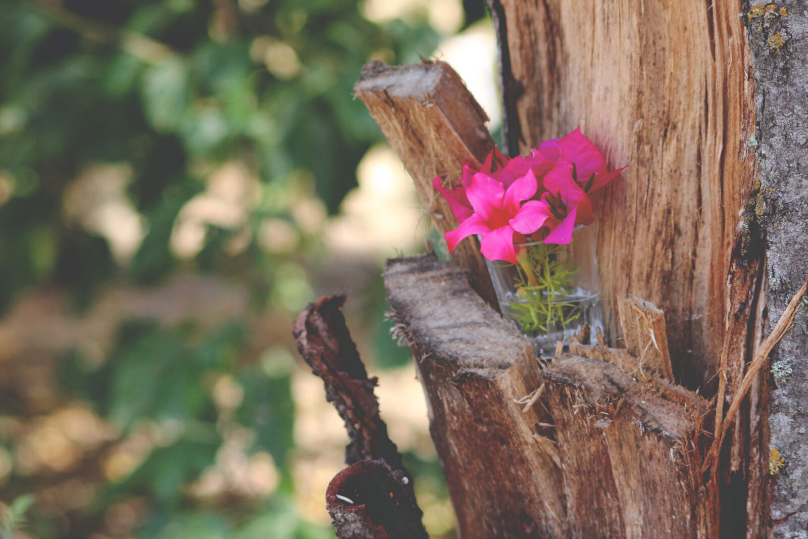 Sigma 70-300mm F4-5.6 DG OS sample photo. Bark, flowers, forest, glass photography
