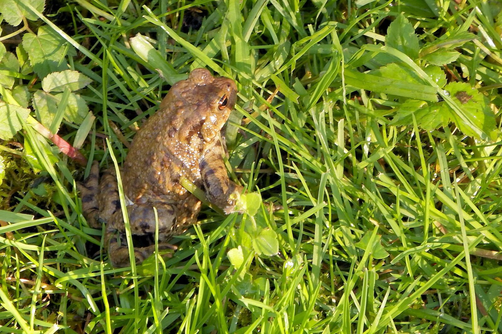 Fujifilm FinePix SL1000 sample photo. Common toad, toad, amphibian photography
