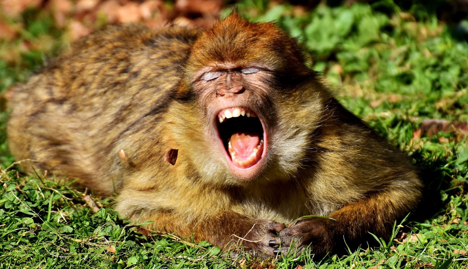Nikon D7200 sample photo. Barbary ape, yawn, cute photography