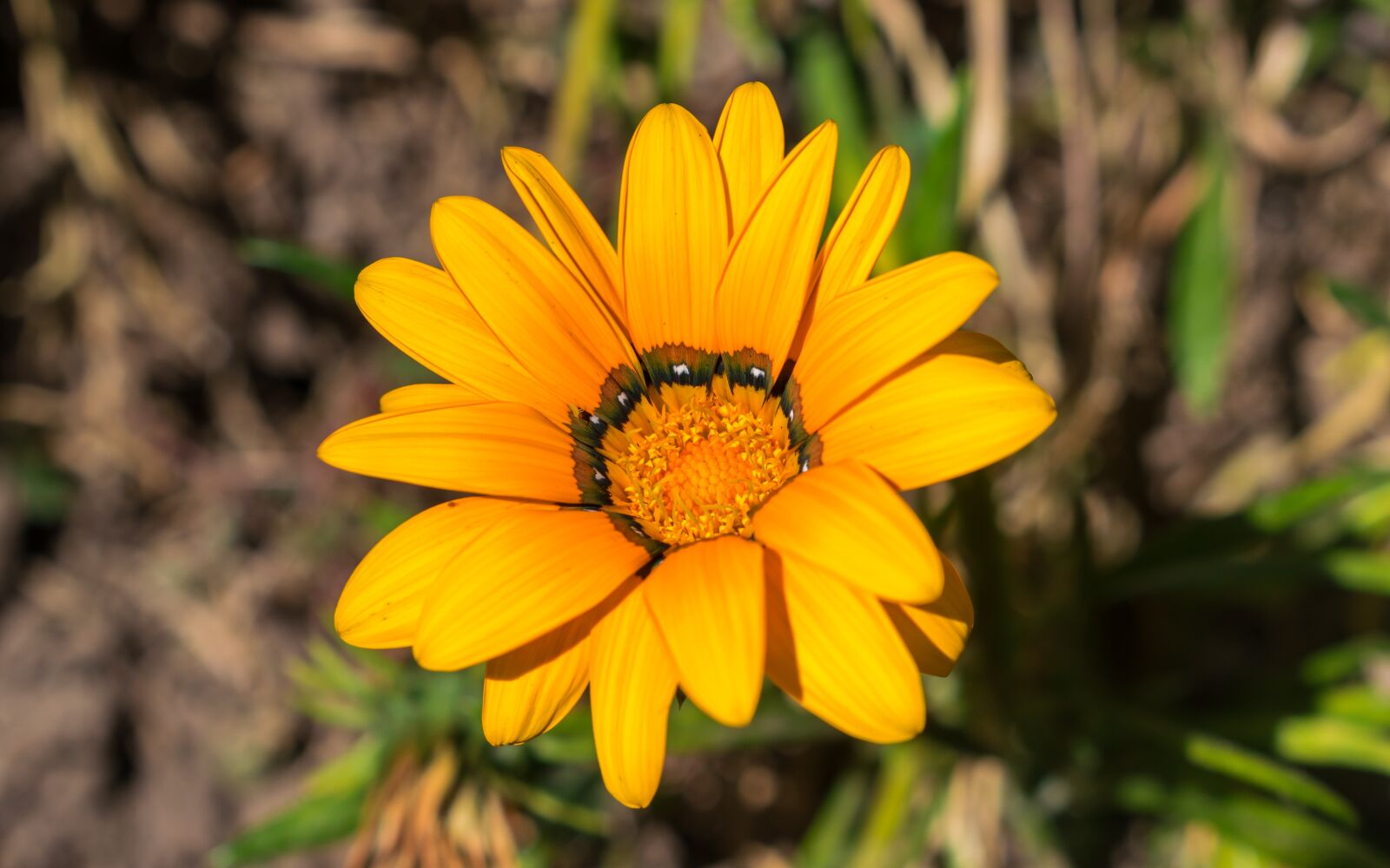 Nikon D5300 sample photo. Flore, bedding plant, garden photography
