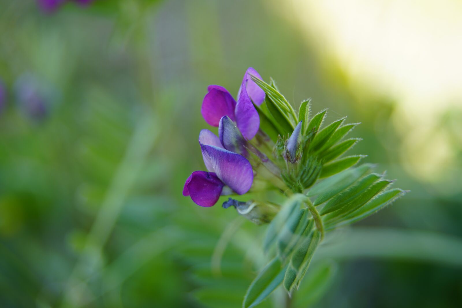 Sony a7R II + Sony E PZ 18-105mm F4 G OSS sample photo. Vicia, sepium, meadow photography