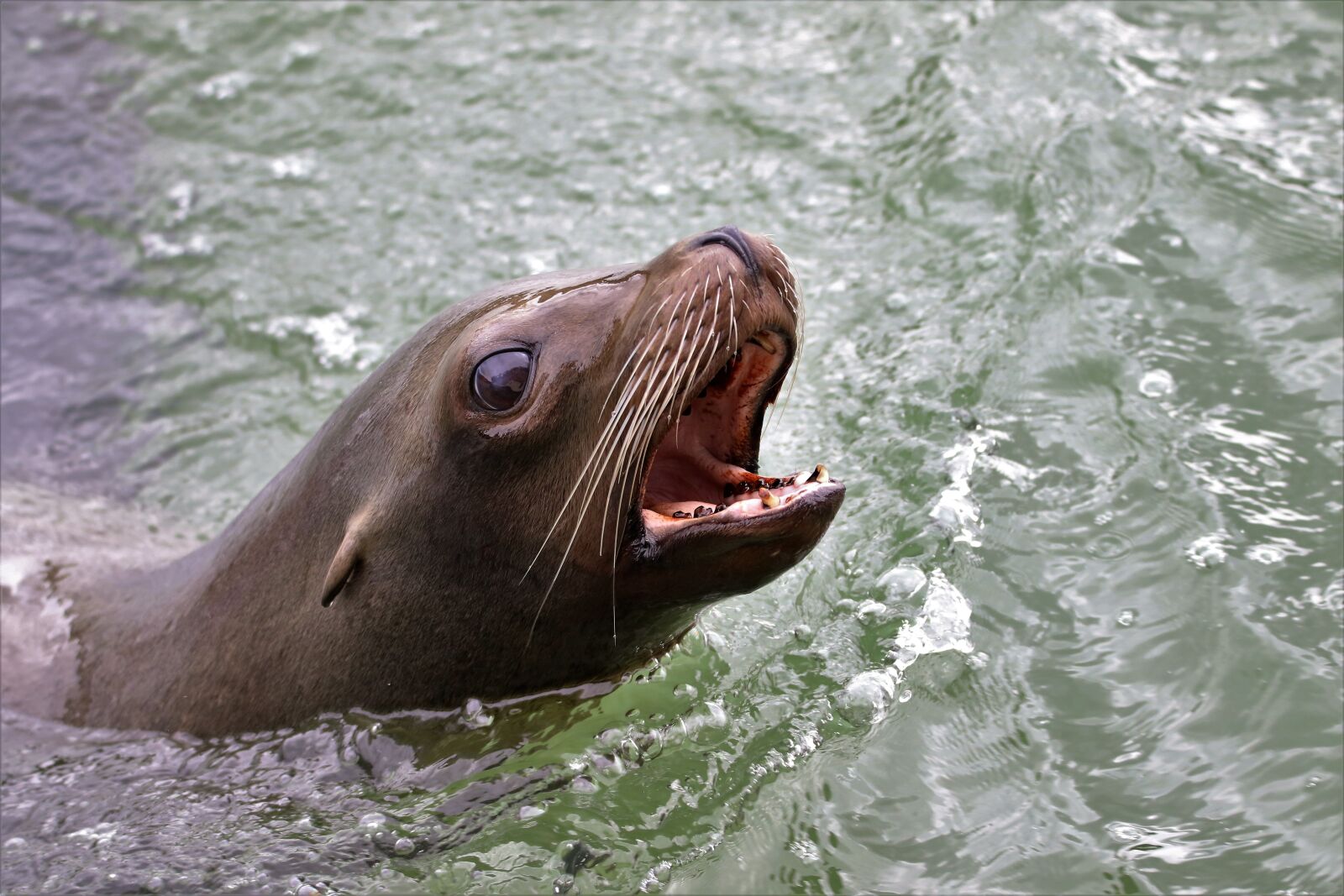 Canon EOS 7D Mark II sample photo. Sea lion, water, sea photography