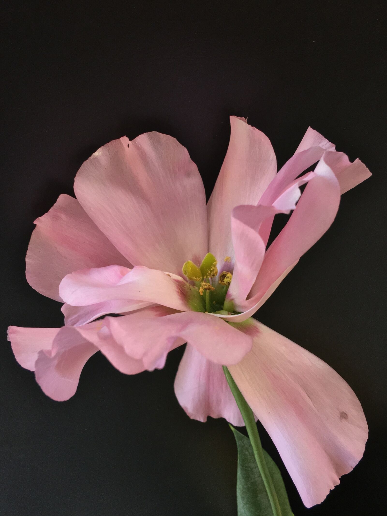 Apple iPhone 6s Plus sample photo. Pink flower, pink petals photography