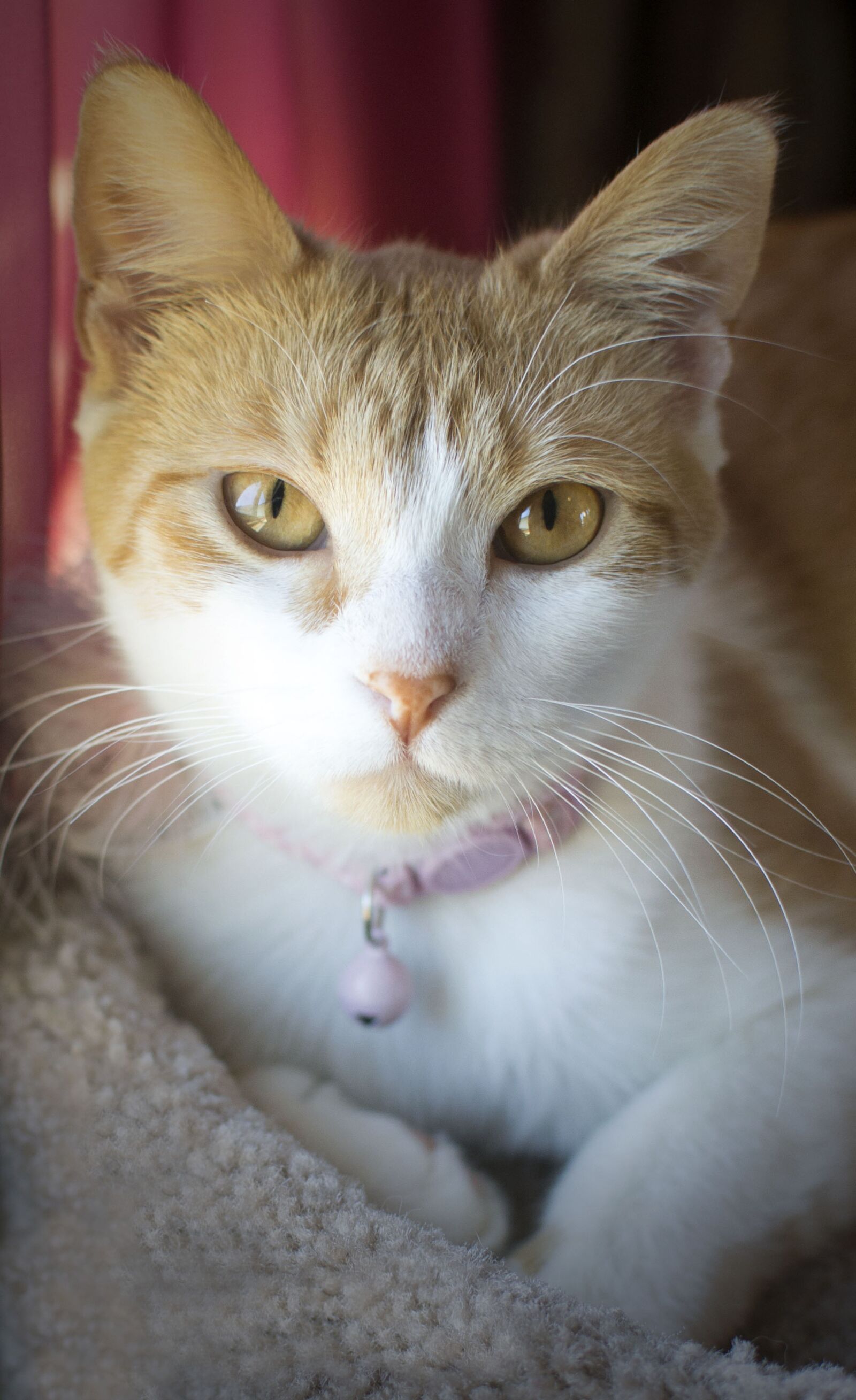 Nikon D3100 sample photo. Cat, feline, cute photography