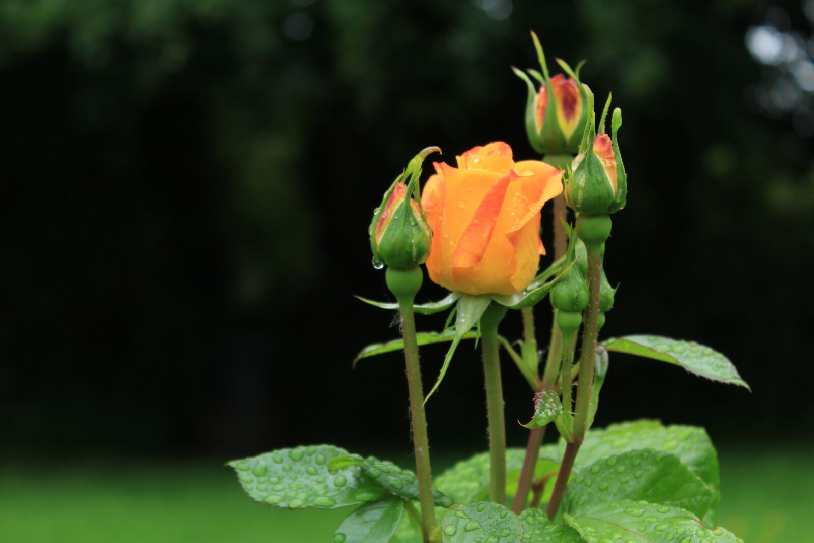 Canon EOS 1200D (EOS Rebel T5 / EOS Kiss X70 / EOS Hi) sample photo. Rose, raindrops, bloom photography