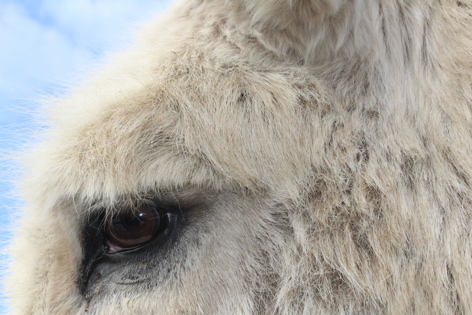 Canon EOS 1300D (EOS Rebel T6 / EOS Kiss X80) + Canon EF 50mm F1.8 STM sample photo. Donkey, donkey's eye, eye photography