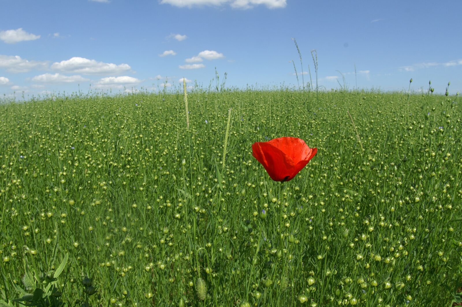 KONICA MINOLTA DYNAX 7D sample photo. Poppy, field, hayfield photography