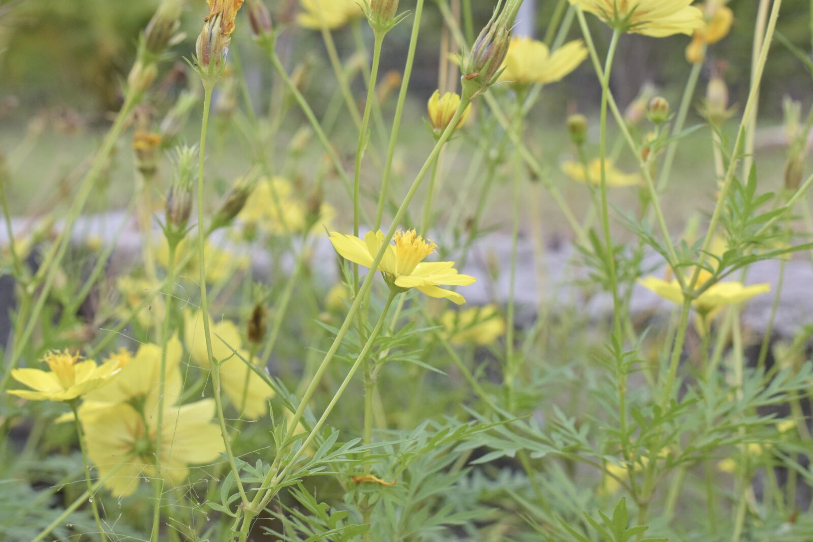 Nikon D5300 sample photo. Flower, yellow flower, petals photography