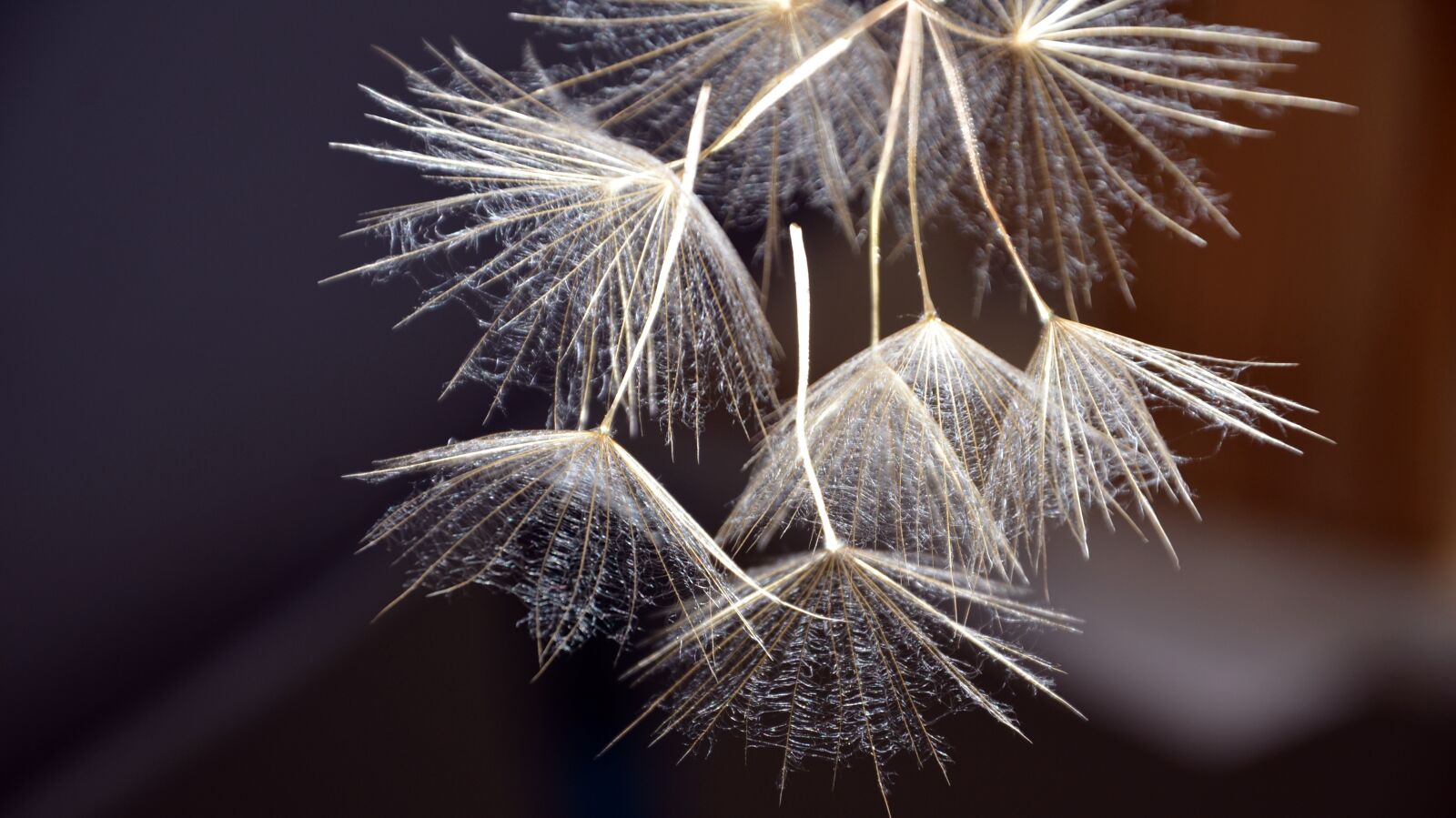 Nikon D7000 sample photo. Nature, bright, flora photography