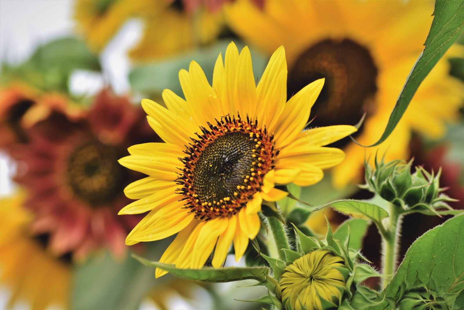 Nikon D7200 sample photo. Sunflower, flower, blossom photography