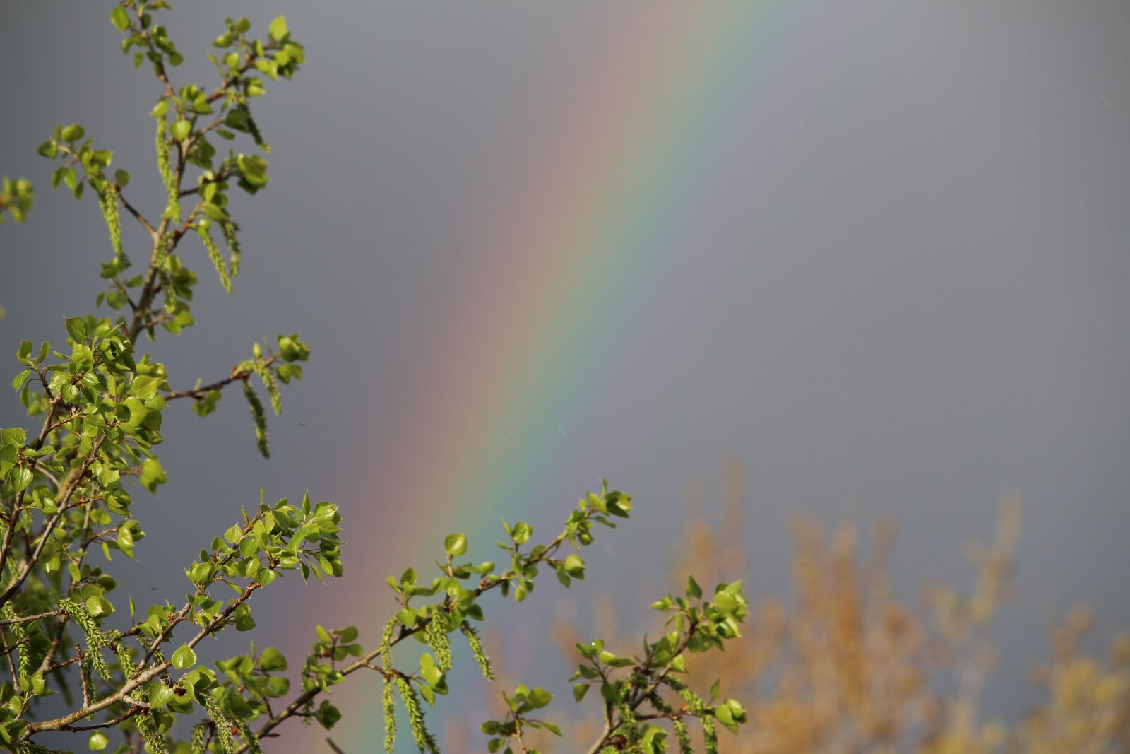 Canon EOS 700D (EOS Rebel T5i / EOS Kiss X7i) sample photo. Nature, rainbow, outside photography