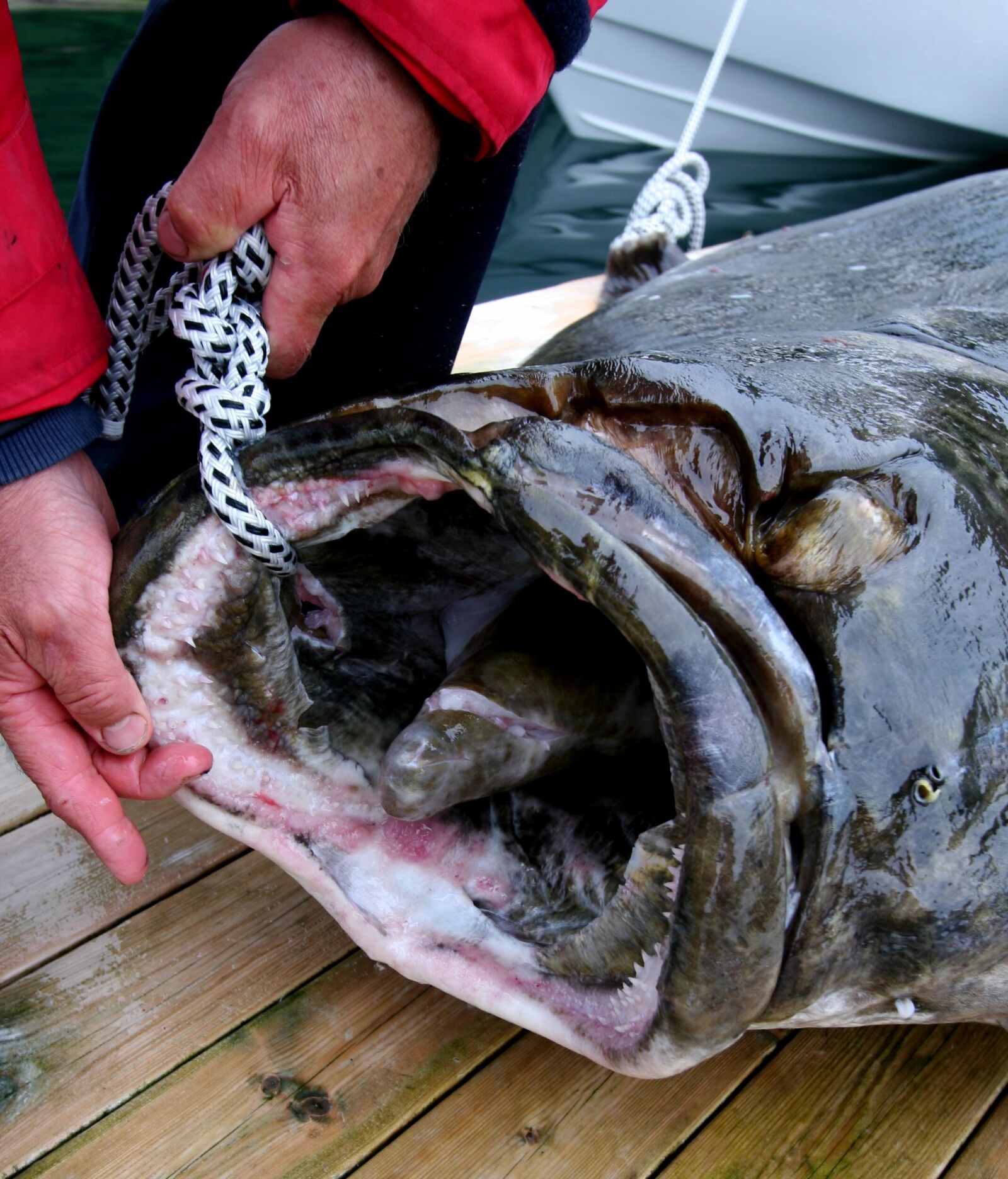 Canon EOS 20D sample photo. North, fish, halibut 245 kg photography